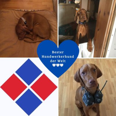 Fotocollage zum Blogbeitrag Handwerkerhund